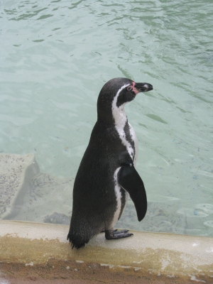 Humboldt-Pinguin - 2