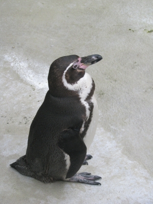 Humboldt-Pinguin - 1