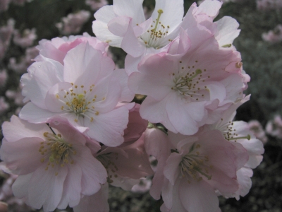 jap. Kirschblüten - 2