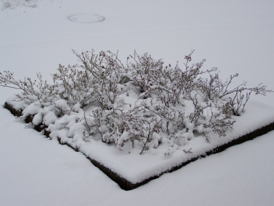 Rosenrabatte im Schnee