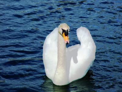 white swan