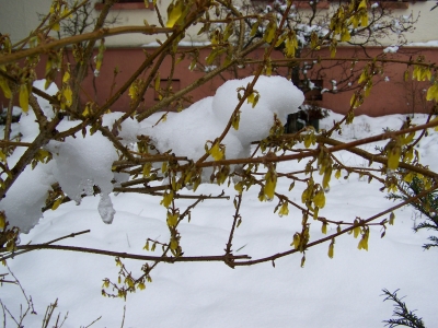 Blühende Sträucher im Schnee II