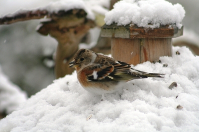 wer kennt diesen Vogel ??