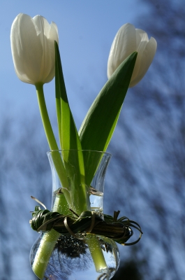 Weiße Tulpen im Grappaglas