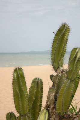 Kaktus am Strand von Thailand