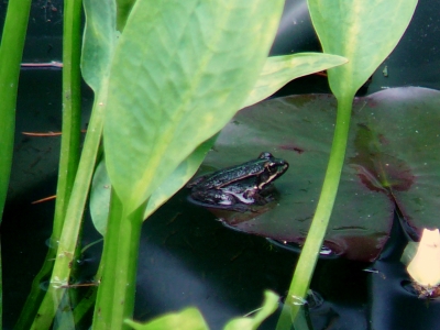 Frosch - Gut getarnt