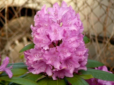 Rhododendron - Doppeldecker