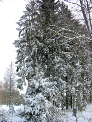 Winter - Landschaft / 3