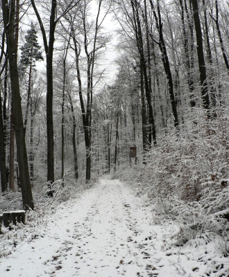 Osterspaziergang im Wald 1