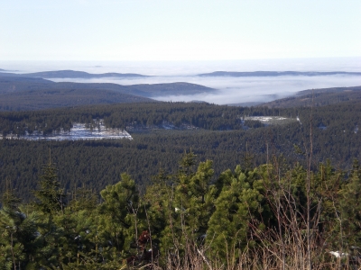 Nebelbedeckter Wald