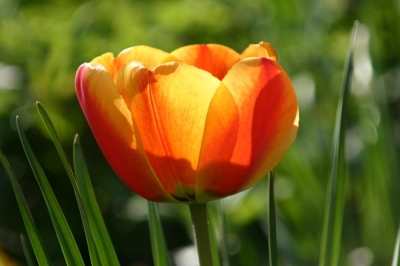 Tulpe