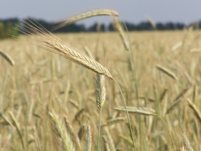 Feld im Sommer