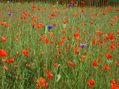 ich bringe Euch den Frühling