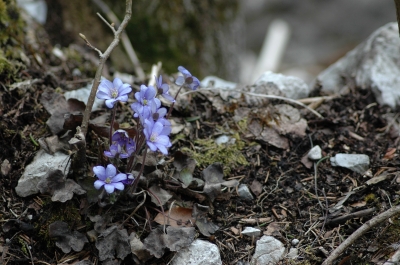 Leberblümchen