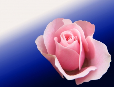 Rosenblüte Rosa