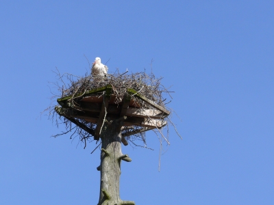 Storch