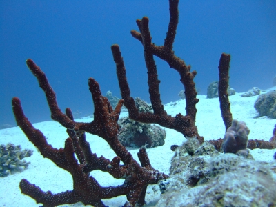 Koralle im Roten Meer