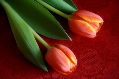 Tulpen auf roter Decke