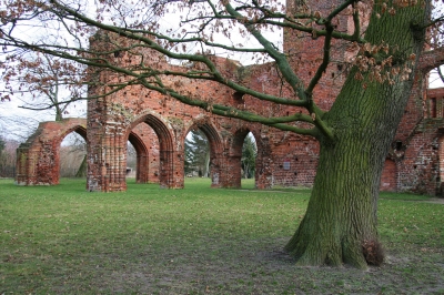 Baum und Klostermauern