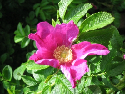 Heckenrose auf Borkum