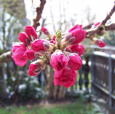 Pfirsichblüte bei Schnee an Ostern 2008