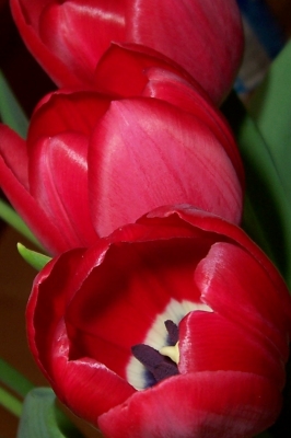 Tulpen rot