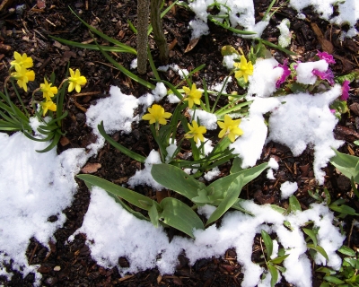 Schnee an Ostern 2008 (1)