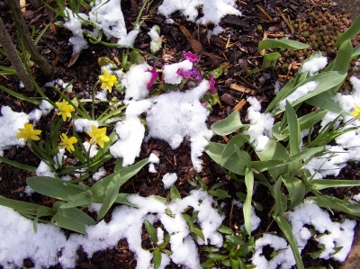 Schnee an Ostern 2008 (2)