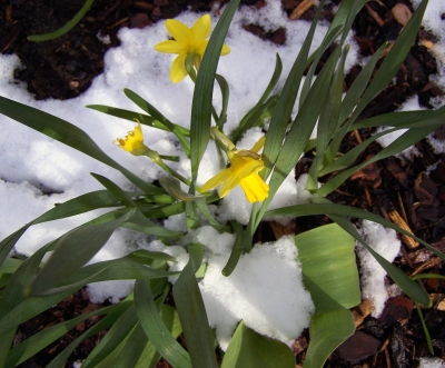 Schnee an Ostern 2008 (4)