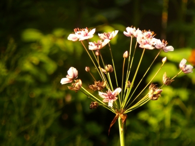 Schwanenblume