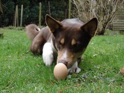 ostern ei ?