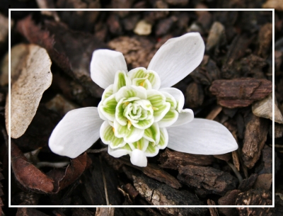 Blüte einer Schneeglocke