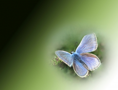 Blauer Flattermann