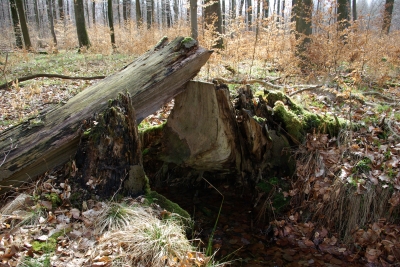 Streifzug durch den Schurwald 2