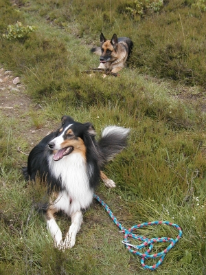 Catie und Effi in der Heide