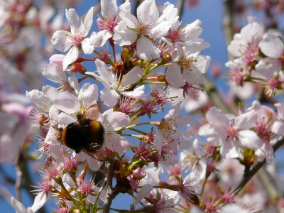 Hummel in weißer Blütenpracht