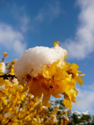 Forsythie mit Schneekissen