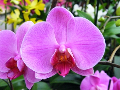 Orchideenblüte pink