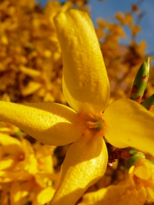 Forsythienblüte