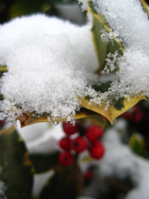 Schnee_auf_Beeren