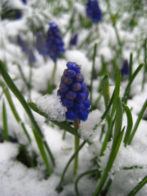 Blaue Frühjahrsblume