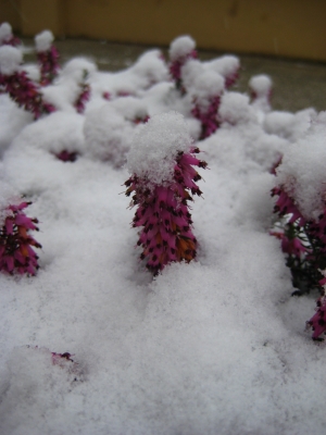rosa Blüten im Schnee