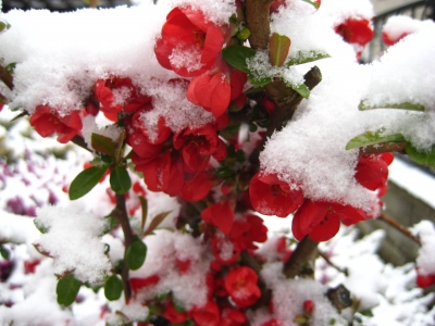 rot blühender Strauch im Schnee