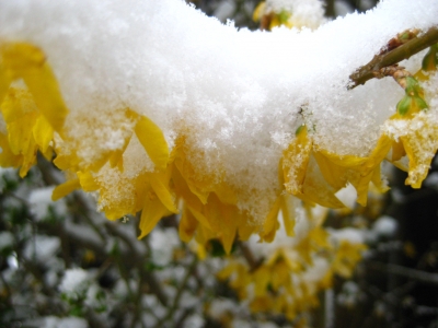 Forsythie blühend im Schnee