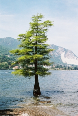Baum im Wasser