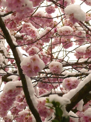 Verschneite Blüten