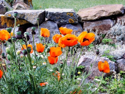 Blumen auf Borkum