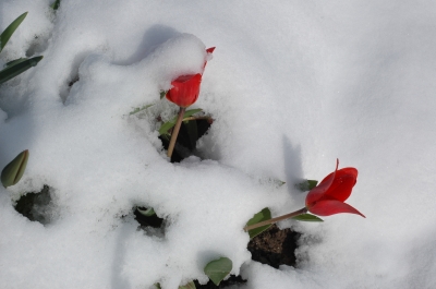 Verschneite Tulpen im Vorgarten