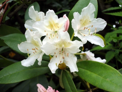 Rhododendron