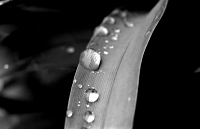 Lilienblatt mit Regentropfen